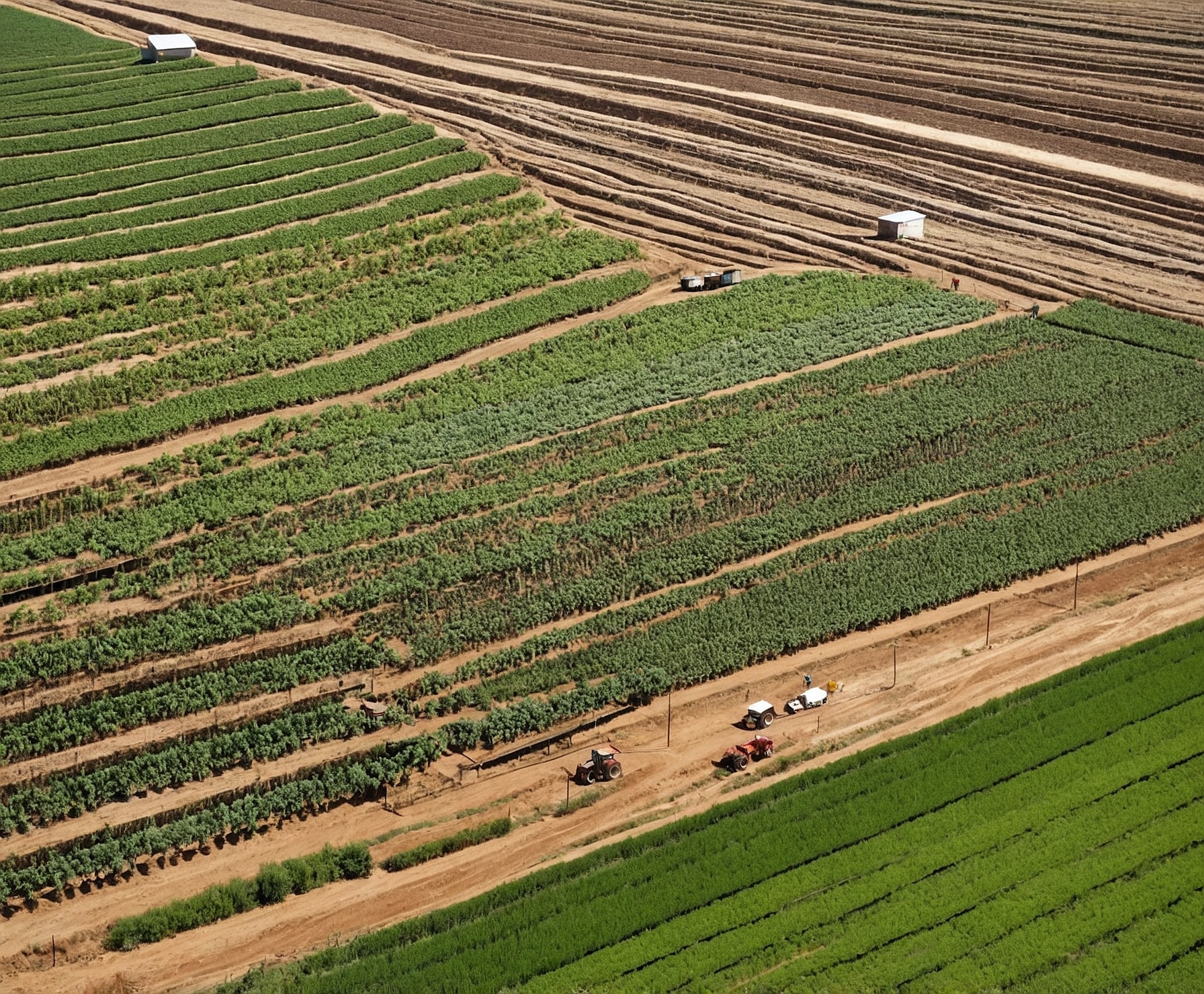 Tecnología avanzada en producción de pepinos